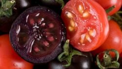 Rosia mov, leguma super-sanatoasa care ne scapa de cancer