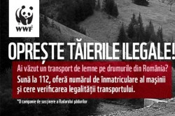 Stiti ca se taie ilegal brazi? Opriti uciderea padurilor! Sunati la 112!
