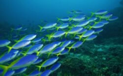 Viata in oceane se confrunta cu o extinctie in masa