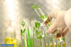 Noua lege europeana pentru interzicerea culturilor modificate genetic