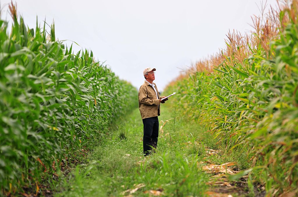 Biofortified_maize_4345531573
