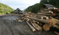 Vesti bune pentru Retezat. Padurile din ariile protejate, refuzate “la export”!