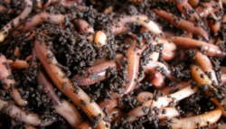 Fermele de rame in agricultura bio