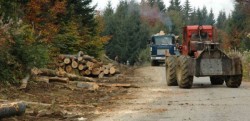 Garda de Mediu inca aplica sanctiuni pentru exploatarea forestiera