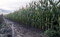 Stiinta: "Firewall" pentru izolarea organismelor modificate genetic