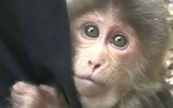 maimuta Imaginile care au impresionat milioane de oameni: cum reactioneaza un animal eliberat din captivitate