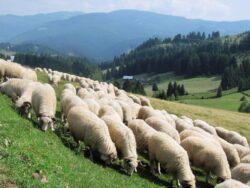 Intr-o comuna din Sibiu, fermierii cresc oile doar cu produse ecologice