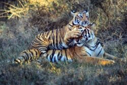 WWF: Populatia de tigri a crescut semnificativ in India