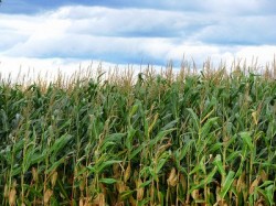 Profitul Monsanto a scazut cu 34% la trei luni