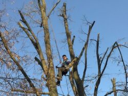 Rosal taie ilegal copacii din Baia Mare. Garda de Mediu, se aude?