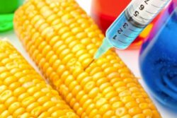 USDA: americanii au testat in Romania peste 50 de tipuri de plante modificate genetic