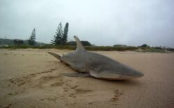Australia a fost lovita de ciclonul Marcia. Descoperirea facuta pe o plaja din Queensland