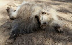 Lasate sa moara de foame: sfarsitul tragic al animalelor de la o gradina zoologica din Fasia Gaza