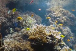 Coralii din Marea Bariera de Corali ingereaza plastic