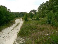 Dobrogea impadurita din pix. Dezastrul pe banii publici si paduri inexistente
