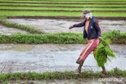 Agricultura ecologica - solutia pentru stoparea foametei globale