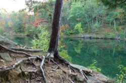 Jumatate din speciile de arbori din lume sunt amenintate de disparitie