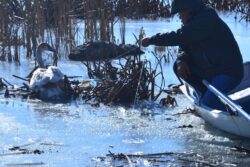O lebada prinsa intr-un fir de undita, eliberata de ecologistii bacauani