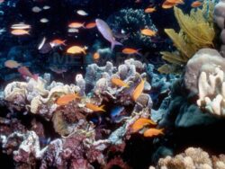 Coralii din Marea Bariera, modificati genetic pentru a putea supravietui schimbarilor climatice
