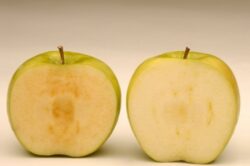 Americanii vor cultiva primele mere modificate genetic