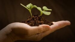 Fermierii ieseni primesc subventiile pentru culturile ecologice