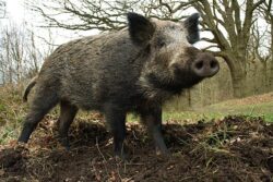 Urmarile accidentului de la Cernobil: Mii de mistreti radioactivi in Bavaria