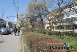 Primarile nu mai pot taia pomii sanatosi fara aviz de mediu