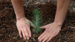 Misiune de impadurire. Militari NATO au plantat peste 1000 de pomi la Costinesti