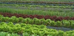 CCIA Timis certifica experienta fermierilor in agricultura ecologica