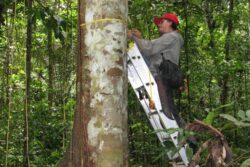 Plamanul verde al planetei cedeaza putin cate putin