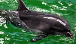 Apel pentru salvarea delfinilor din Marea Neagra
