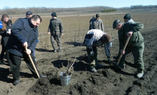 Direcția Silvică se plânge că nimeni nu a fost la acțiunea de împădurire de la Hidișel. Dar nici nu a anunțat plantarea