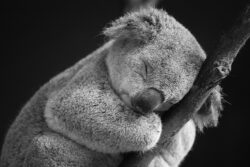 Autoritatile din Australia au ucis sute de ursi koala "pentru a preveni suprapopularea"