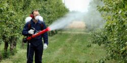 La aplicarea tratamentelor fitosanitare se impun masuri de protejare a albinelor