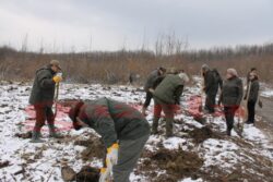 140 de hectare de teren vor fi impadurite in "Luna plantarii arborilor" la Botosani