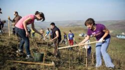 Padurea Transilvania, rezultata in urma celei mai mari impaduriri voluntare din Ardeal, se dubleaza