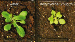Antibioticele afecteaza puternic cresterea acestei plante, A. thaliana.