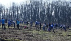 Peste 40 de comune din judetul Bistrita-Nasaud, Mures si Suceava planteaza arbori de „Ziua Arborelui”