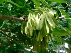 Frasinul, eficient in combaterea celulitei