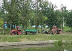 Mai multi ecologisti, dar si universitarul Drecin cer sesizarea de catre prefectul Pop a DNA pe tema toaletarilor „ilegale” de arbori din Oradea