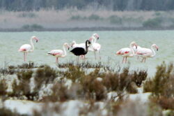 Un flamingo negru a fost vazut in Cipru si este posibil sa fie unicul de acest gen din lume