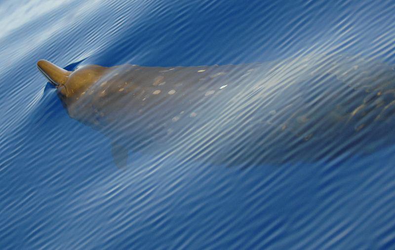 Un cantec de balena nou, inregistrat in Antarctica. Cercetatorii cred ca ar putea apartine unei specii necunoscute de cetacee
