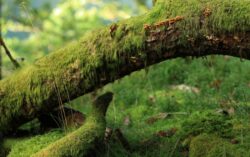 Defrisarea padurilor – o problema pentru stabilitatea ecosistemului