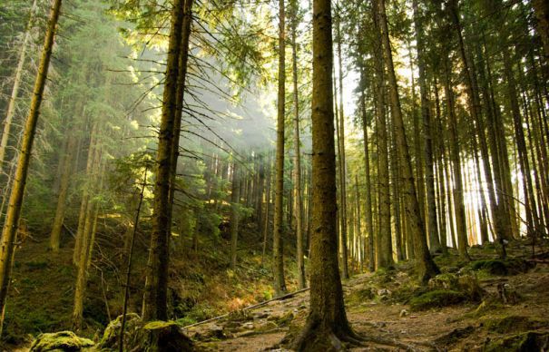 padure (1) Ecologiştii avertizează: Holzindustrie Schweighofer recompensează lemnul tăiat ilegal. Austriecii se apără
