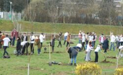 10.000 arbori vor fi plantati in Cluj-Napoca