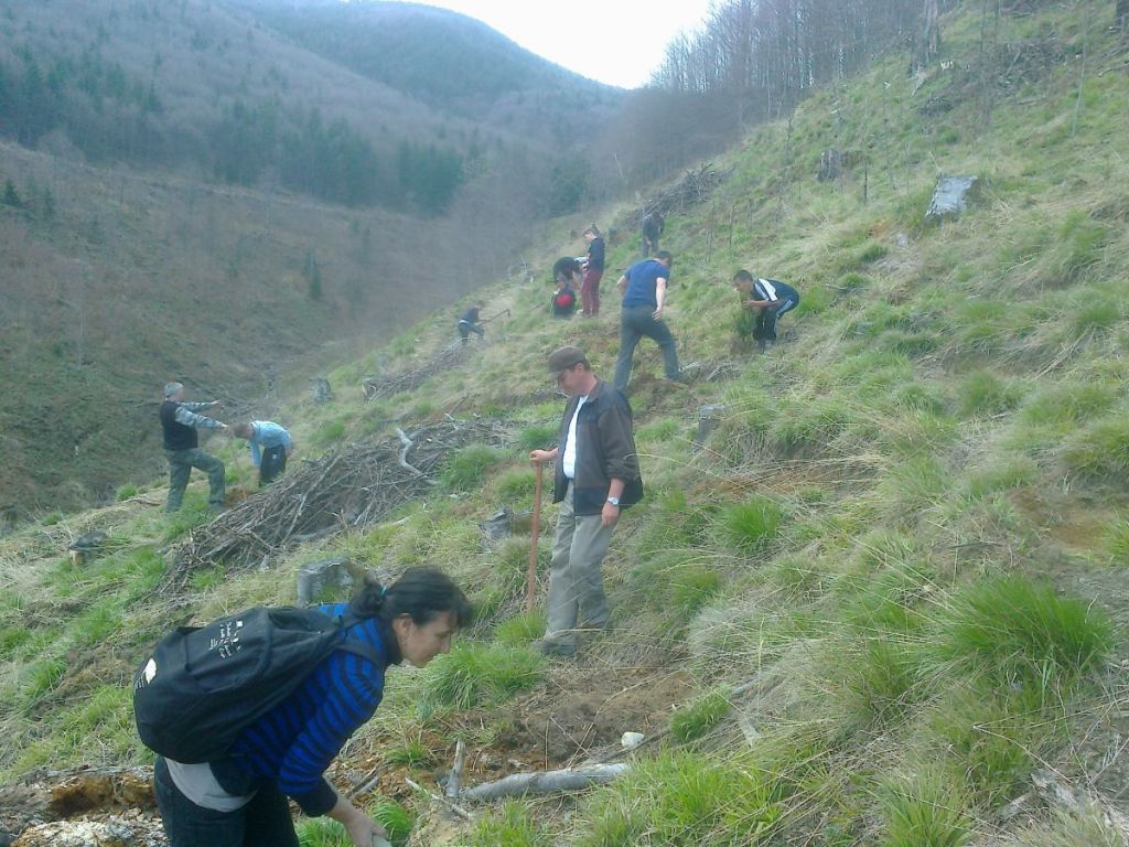 plantare-pomi-4