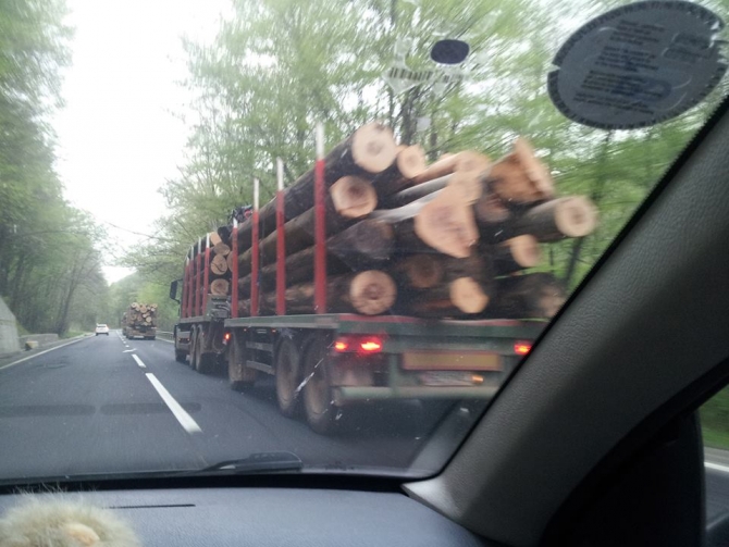 Lectie de civism! O profesoara a deturnat un transport ilegal de lemne