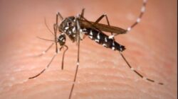 Tantari modificati genetic au fost eliberati in zonele afectate pentru a combate virusul Zika