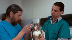 Medicii veterinari, chemati sa adere voluntar la o retea nationala pentru salvarea animalelor salbatice ranite