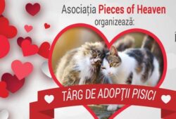 Targ de adoptii pisici, la Timisoara